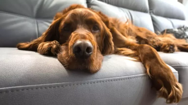 How to Remove Pet Hair From a Leather Sofa