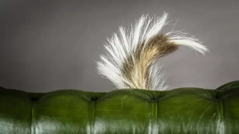 How to Get Skunk Smells Out of Leather Effectively
